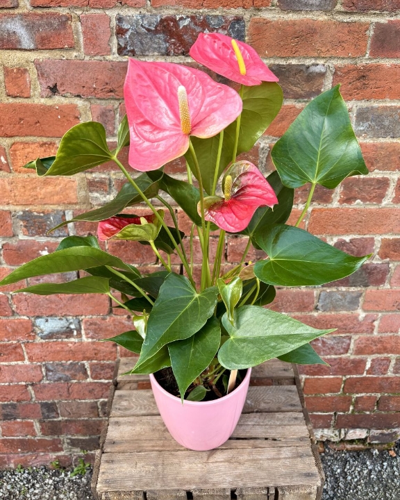 Anthea Anthurium