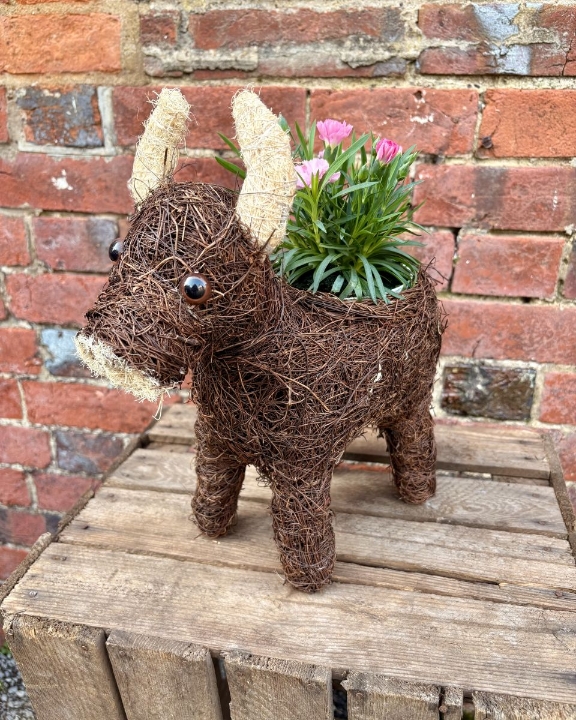 Harriet Highland Cow