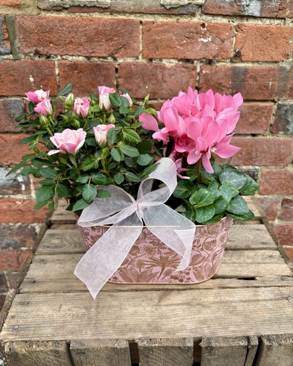 Pink Cyclamen & Rose Duo