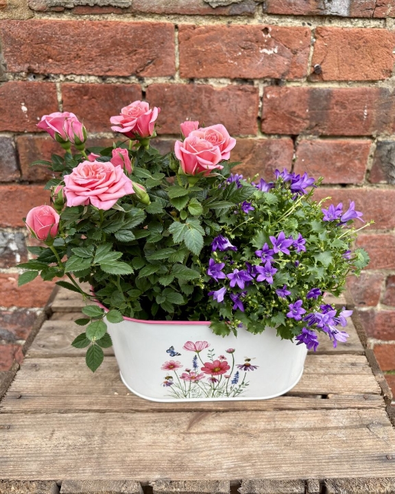 Rose & Campanula Duo