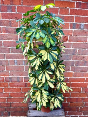 Schefflera