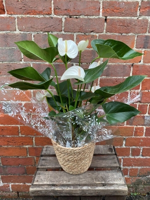 White Anthurium Plant