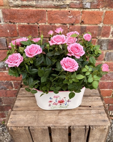 Rose Planter