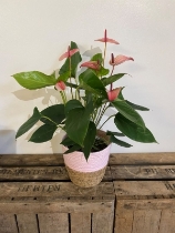 Pink Anthurium Plant