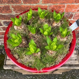 White Hyacinth Planter